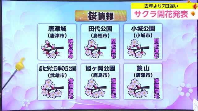 サクラの開花を発表 平年よりも開花が遅かったのは2017年ぶり 見ごろはいつまで？【佐賀県】