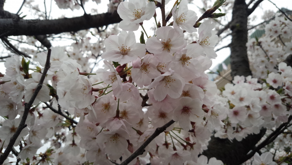 桜を愛でながら 鶴丸英樹 アナウンサー サガテレビ