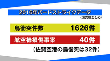 バードストライク 週プレ 番組コーナー かちかちプレス