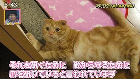 かわいすぎる♪猫の「アノ仕草」の謎｜さがQ7｜番組コーナー｜かちかち 