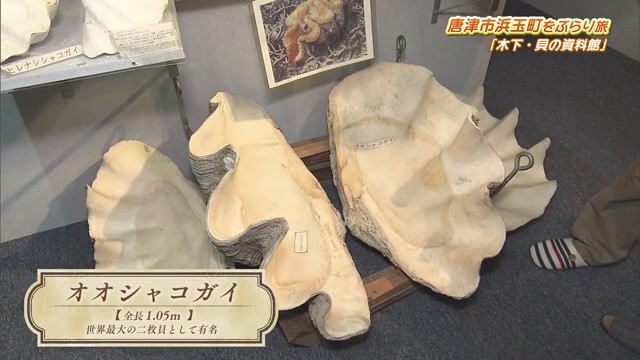 趣味で集めた５万種類以上の貝を展示！唐津市浜玉町「木下・貝の資料館」Part.2｜スポット｜kachi kachi plus