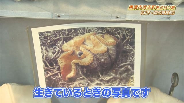 趣味で集めた５万種類以上の貝を展示！唐津市浜玉町「木下・貝の資料館」Part.2｜スポット｜kachi kachi plus