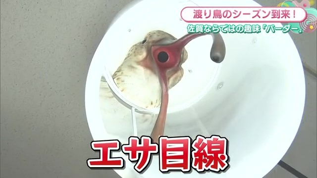 鳥のエサになった気持ちになる模型