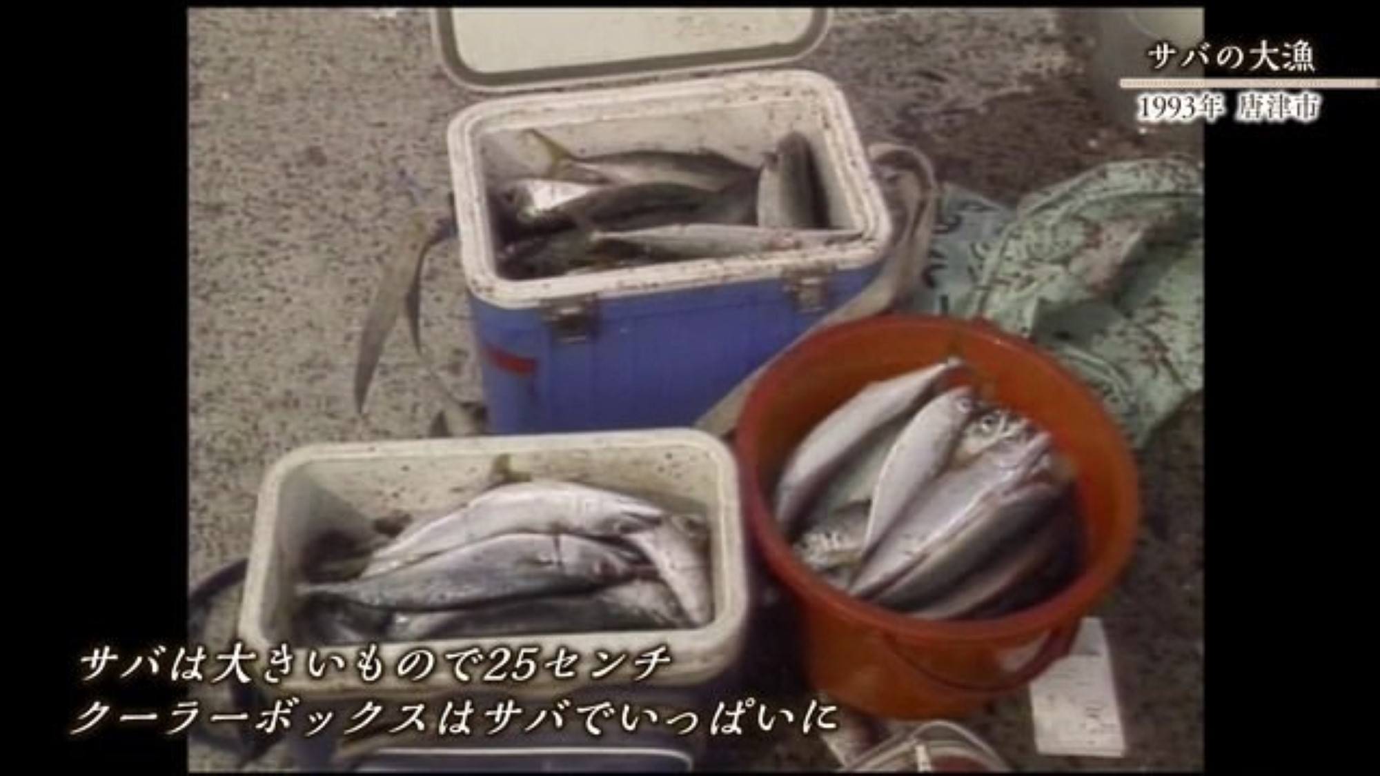 あの日へ時間旅行 釣りファンが大喜び！サバ大量【1993年】