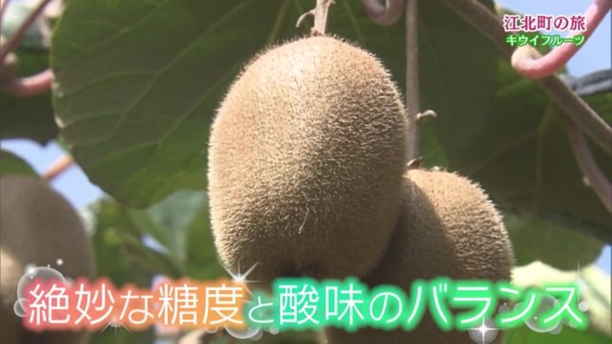 日本では珍しい「キウイフルーツ農家」全国から好評！おいしさの秘訣は？