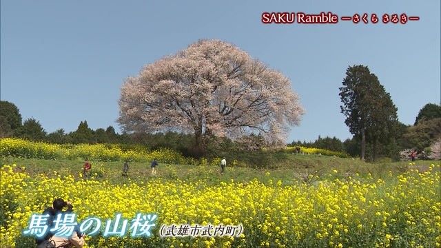 あの日へ時間旅行「武雄の桜スポット、花見でにぎわったあの日」