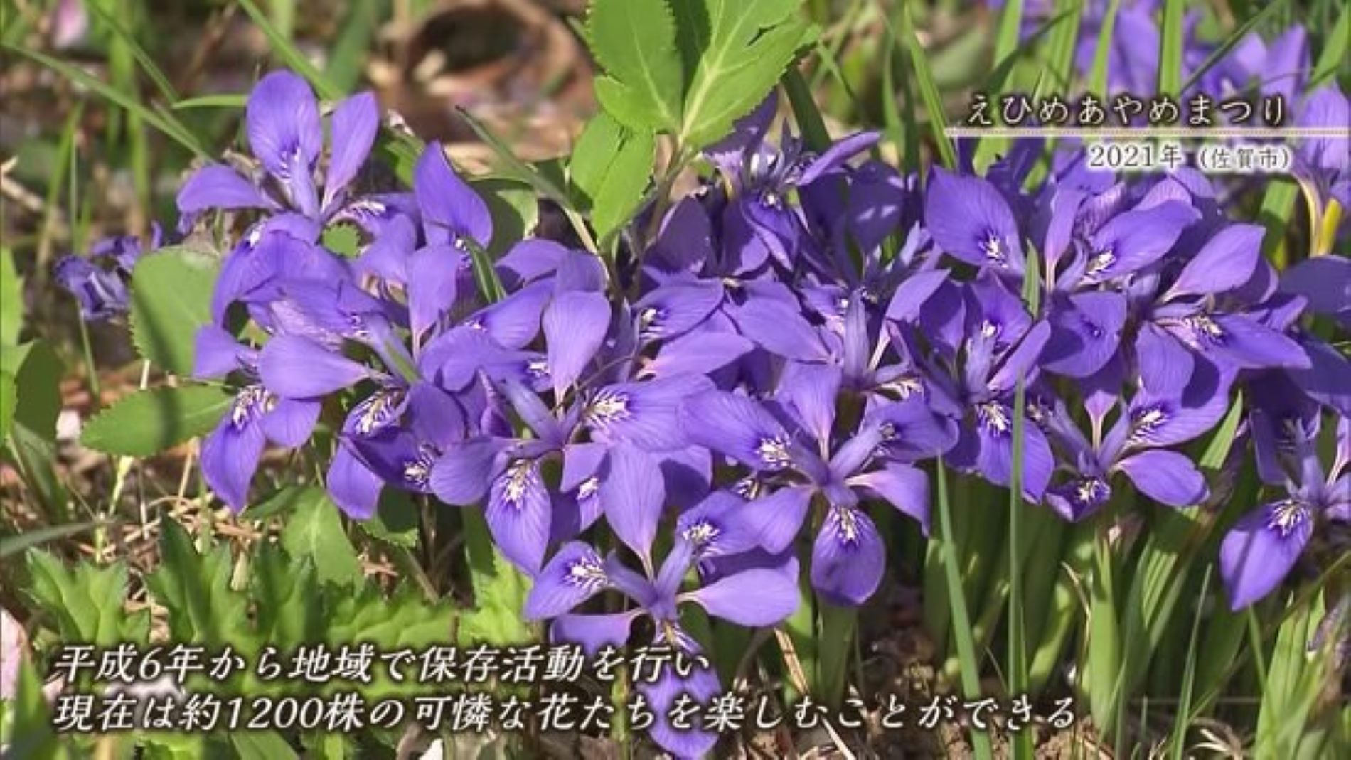 あの日へ時間旅行 佐賀にも咲く"貴重な花"「エヒメアヤメ」 【2000年・2021年】