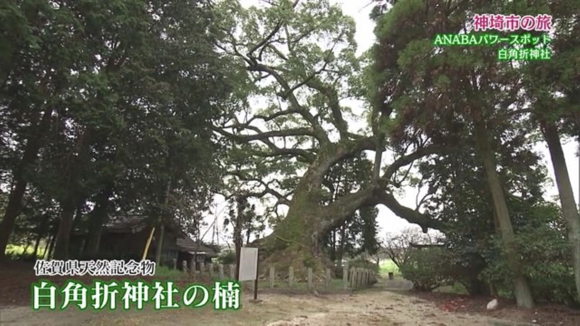 自然のパワーを感じる 樹齢1000年の楠！神埼市「白角折神社」