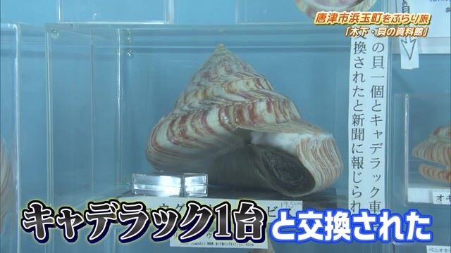 趣味で集めた５万種類以上の貝を展示！唐津市浜玉町「木下・貝の資料館」Part.2