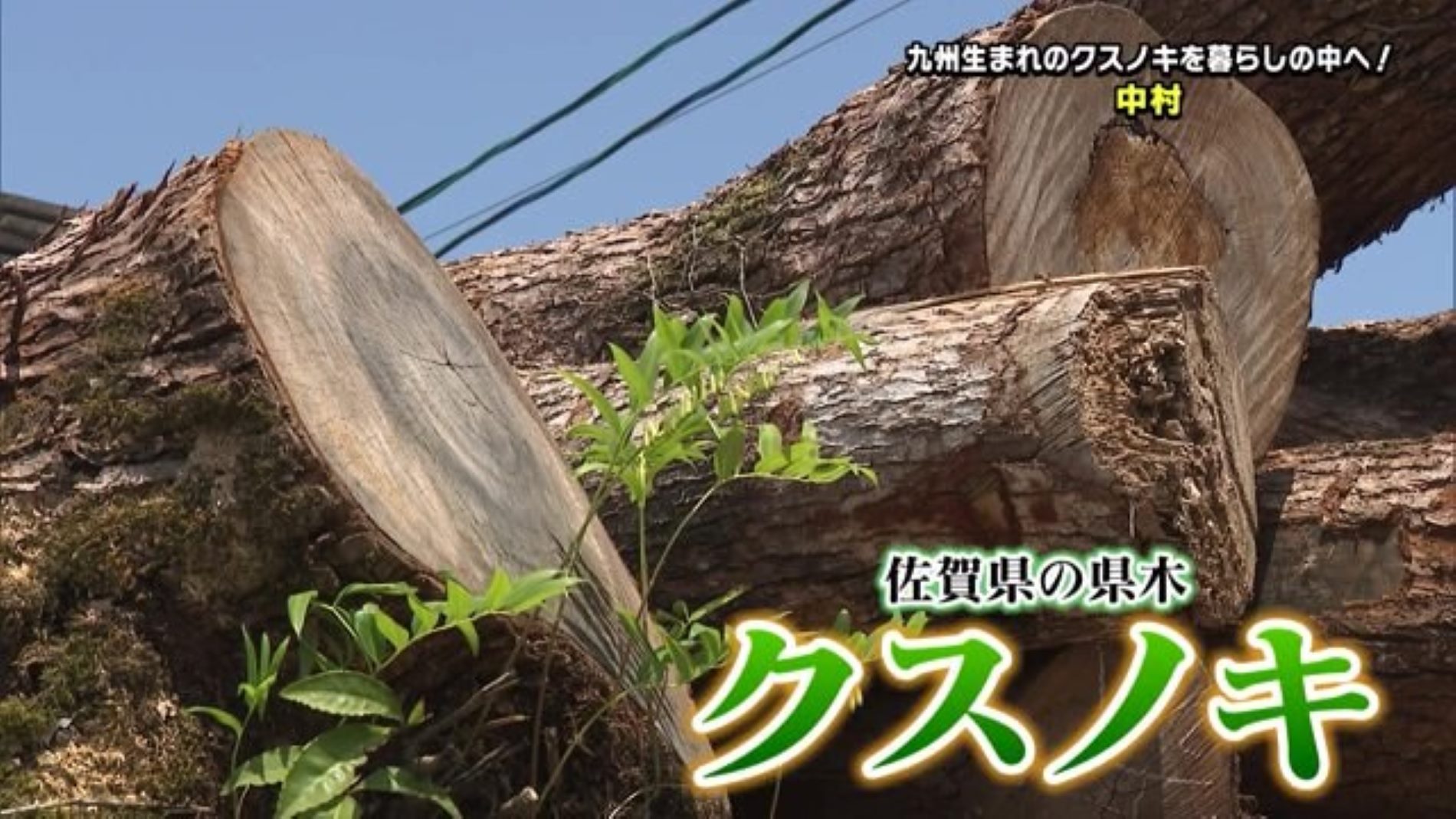  佐賀県の県木『クスノキ』を使って雑貨を製造 神埼市にある「株式会社 中村」