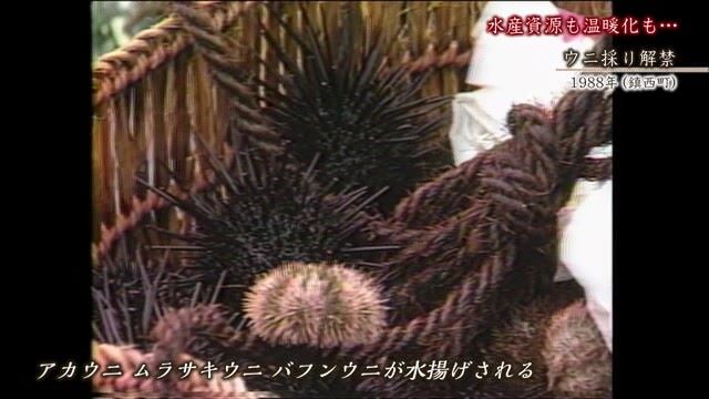 あの日へ時間旅行 水産資源も温暖化も…「ウニ採り解禁・養殖ウニ出荷」【1985年・1988年】