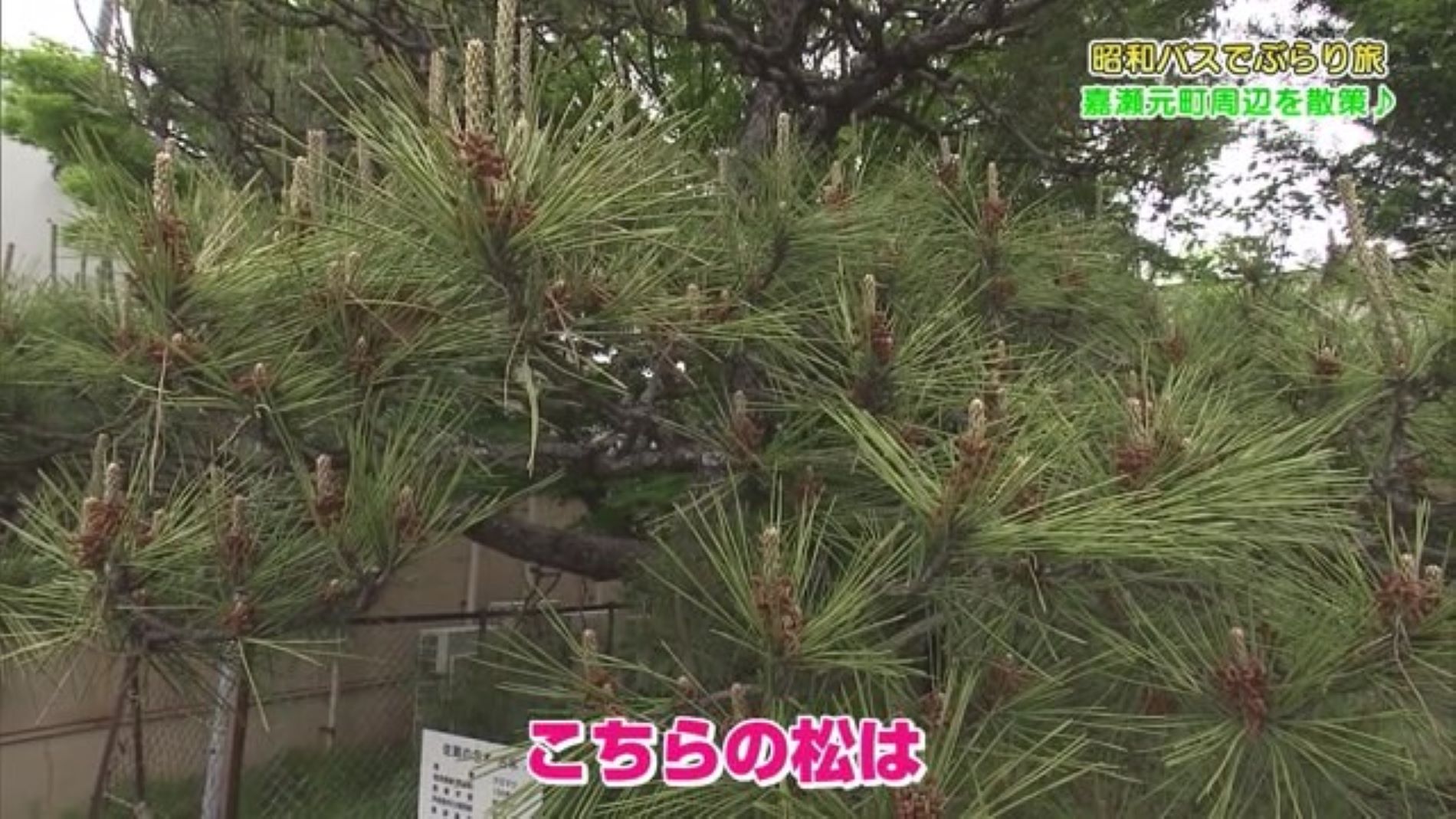 佐賀市嘉瀬町にある松の木 なぜ『別れの松』という名前に？