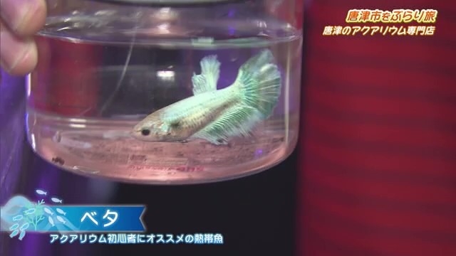 約200種類の熱帯魚・海水魚・金魚を取り扱う 唐津市「アクアコレクション」Part.2