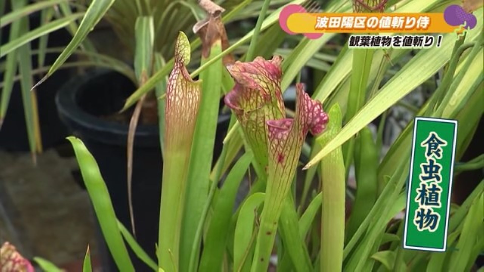 品揃えは"九州最大級" 珍しい植物も揃う花屋 白石町「フラワーウッド」