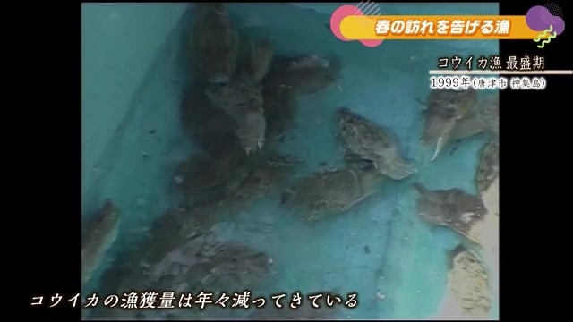 あの日へ時間旅行「コウイカ漁 最盛期」 唐津市呼子町【1986年】