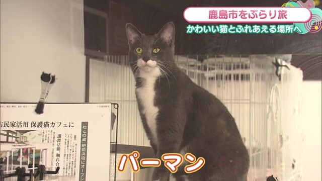 かわいい猫と触れ合える 鹿島市「保護猫カフェ ねこの蔵」Part.1