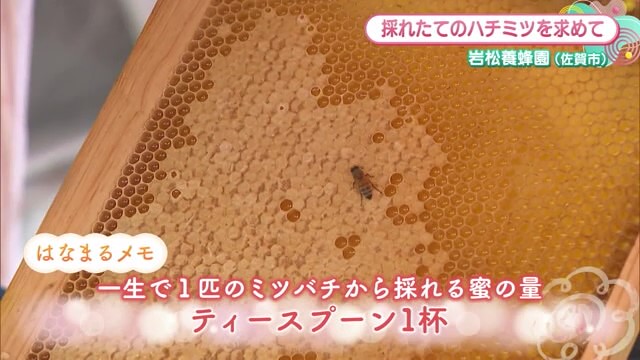 採れたてのハチミツを求めて「岩松養蜂園」