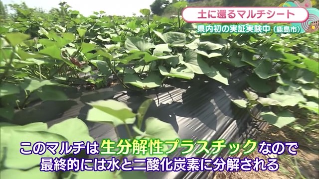 県内初の実証実験中 土に還る「マルチシート」【佐賀県鹿島市】