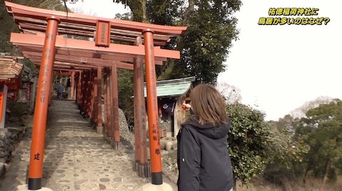 祐徳稲荷神社に鳥居が多いのはなぜ？