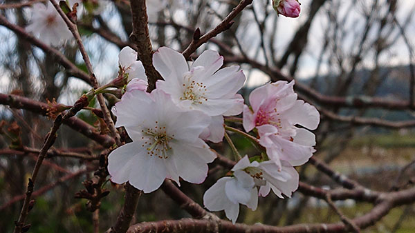 季節外れの「桜」の便り