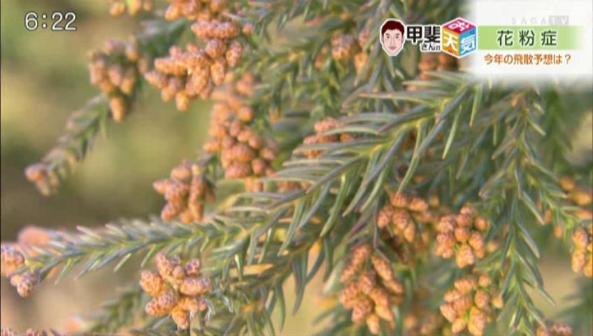 花粉の飛散予想【佐賀県】