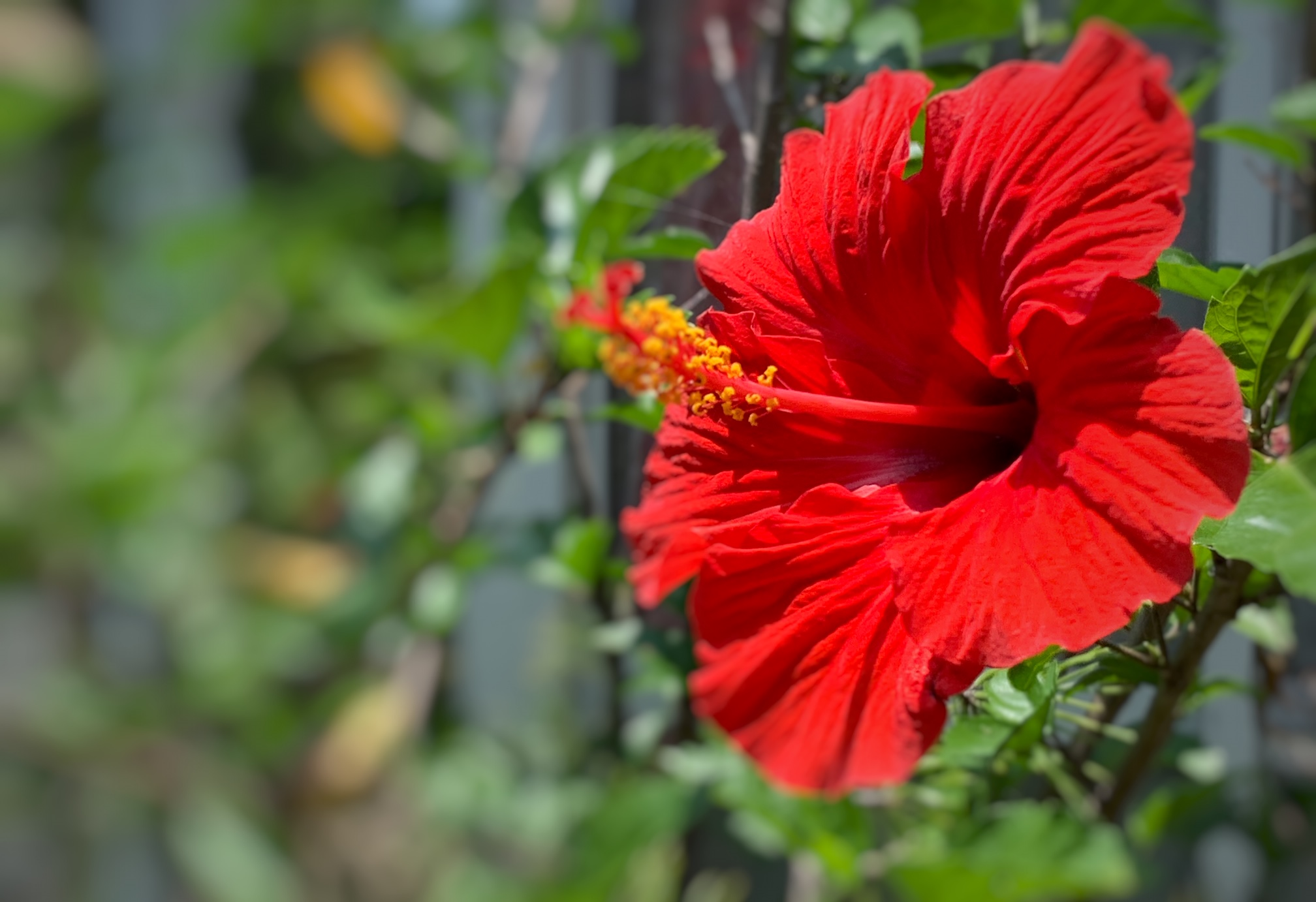 夏の花