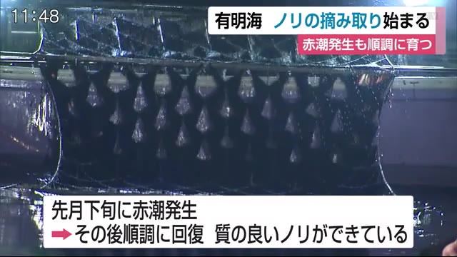 赤潮発生も順調に育つ 秋芽ノリの初摘み 佐賀県 佐賀のニュース 天気 サガテレビ