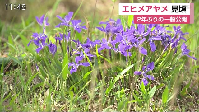 青紫色の可憐な花「エヒメアヤメ」見頃 【佐賀市久保泉町】｜佐賀のニュース｜サガテレビ