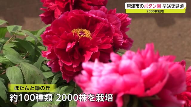 早咲きの大輪 ボタンが見頃「ぼたんと緑の丘」【佐賀県唐津市】