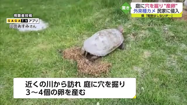 外来種 ミシシッピアカミミガメ 民家の庭に侵入し無断で穴を掘って 産卵 佐賀県 佐賀のニュース サガテレビ