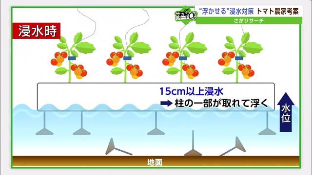 2年連続浸水被害のトマト農家 “浮かせる”対策で水害と共存へ 発想のヒントはなんと聖書【佐賀県】