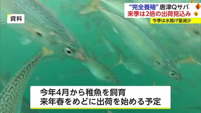 出荷見合わせ中の「唐津Qサバ」来シーズンは2倍超の出荷目指す【佐賀県】