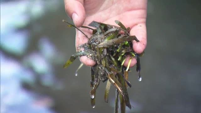 観賞用が繁殖 外来水草コウガイセキショウモを地域住民や中学生が駆除【佐賀県】