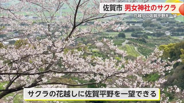 標高約200メートルの山頂に約50本の桜 男女神社桜山公園【佐賀県】