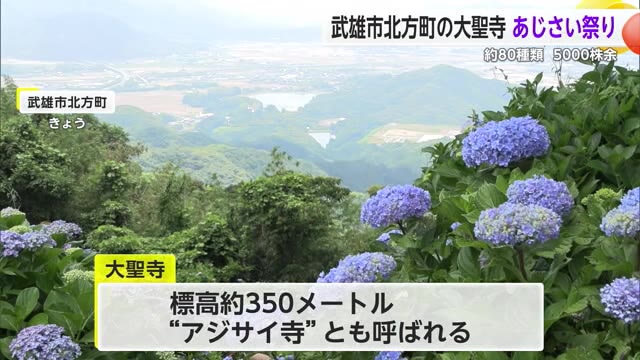 アジサイ寺として知られる大聖寺「あじさい祭り」で約5000株のアジサイが見ごろ【佐賀県武雄市】