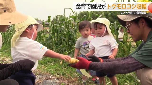 給食などをよりおいしく食べて 食育の一環で園児がトウモロコシの収穫体験【佐賀県】