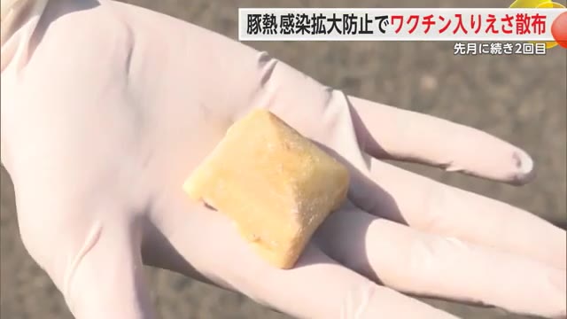 6月発覚した野生のイノシシの豚熱感染 2回目のワクチン入りのえさの散布始まる【佐賀県】