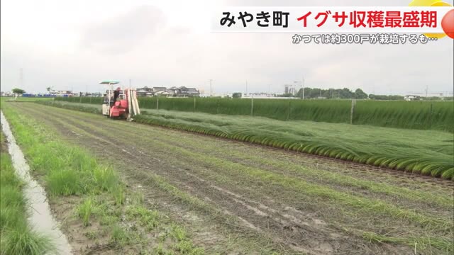 みやき町でイグサの収穫ピーク　県内唯一の生産者「なくしたくない」【佐賀県】