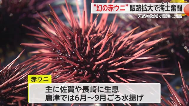 一度食べたら忘れられない「赤ウニ」天然物激減 養殖拡大に奮闘する海士たち【佐賀県唐津市】