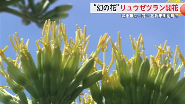 アロエと思い込んで育てたら…数十年に一度しか咲かない幻の花「リュウゼツラン」開花【佐賀県】