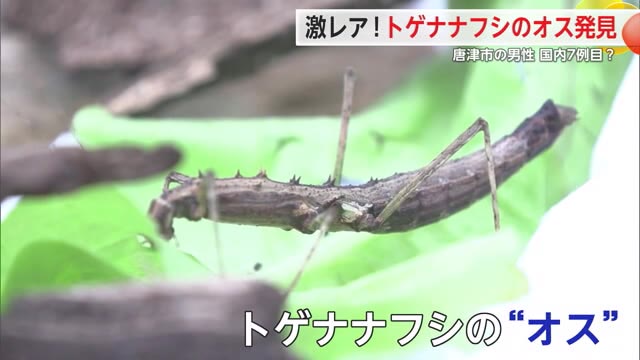 珍しい「トゲナナフシ」のオス発見！メスだけで「単為生殖」を行うためオスはレア【佐賀県】