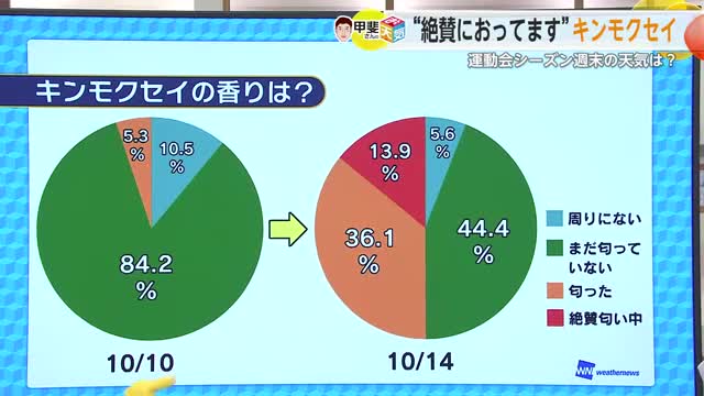 「キンモクセイ」匂いを感じにくいのは天気の影響？【佐賀県】