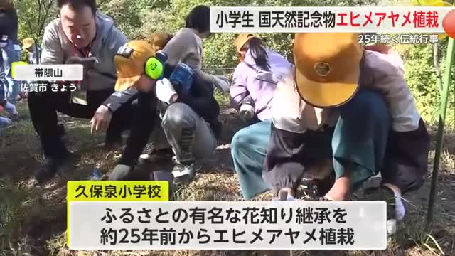 ふるさとの有名な花を次世代に 久保泉小で「エヒメアヤメ」を植栽【佐賀県】