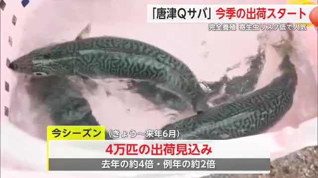 寄生虫のリスクが低い刺身を食べられる「唐津Qサバ」出荷始まる【佐賀県】