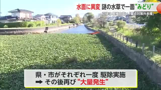 水路に異変 佐賀市の川に外来種繁殖 「ホテイアオイ」で埋め尽くされた水路【佐賀県】