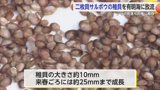 ノリの色落ち対策で期待 二枚貝サルボウの稚貝を有明海で放流【佐賀県】