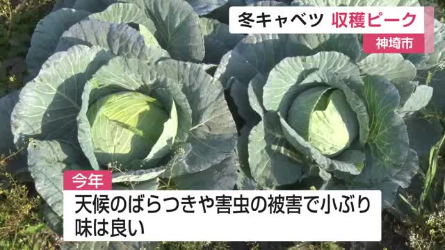 冬キャベツ収穫ピーク 今年は小ぶりも味は良く【佐賀県神埼市】