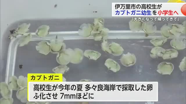 「大切に育てたい」高校生が孵化させたカブトガニ 地元の小学生に約100匹引き渡し【佐賀県】