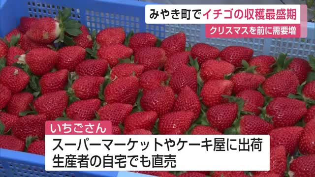 クリスマス前に需要増 イチゴの収穫が最盛期迎える【佐賀県】