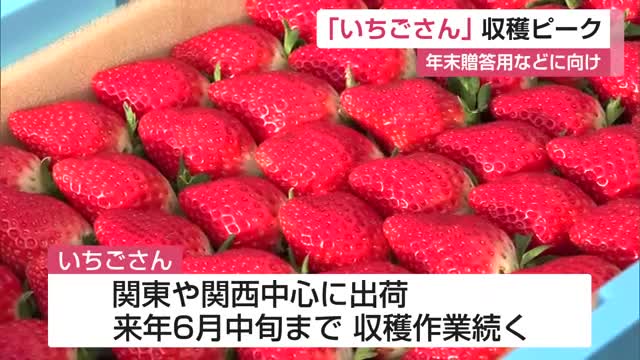 デビュー7年目「いちごさん」年末贈答に向け収穫ピーク【佐賀県】